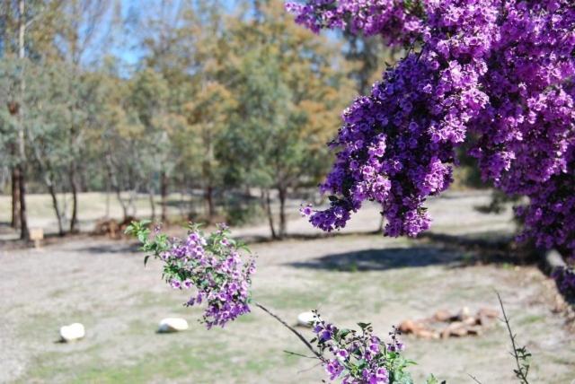 Gumleaves Bush Holidays Little Swanport Luaran gambar