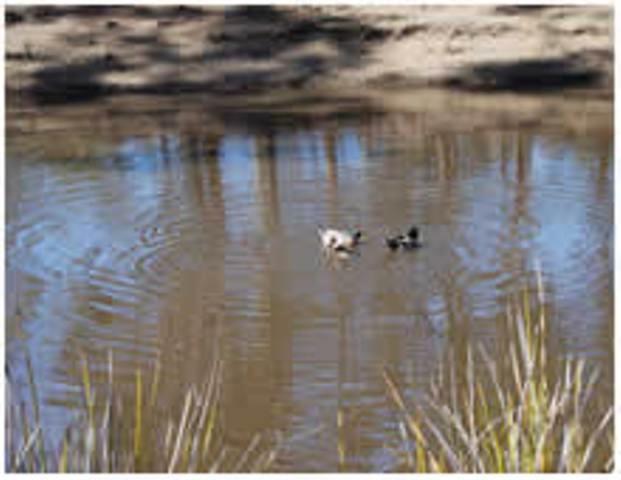 Gumleaves Bush Holidays Little Swanport Luaran gambar